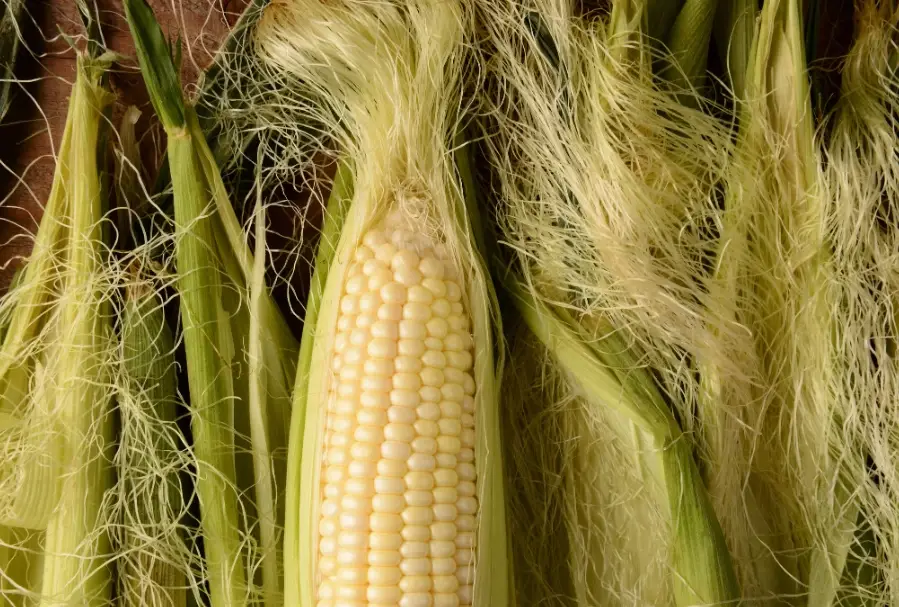 粟米鬚茶誰不能喝 粟米鬚茶誰不能喝