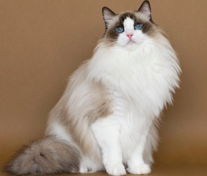 布偶貓遺傳病 布偶貓遺傳病