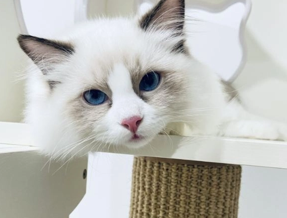 布偶貓心臟病 布偶貓心臟病