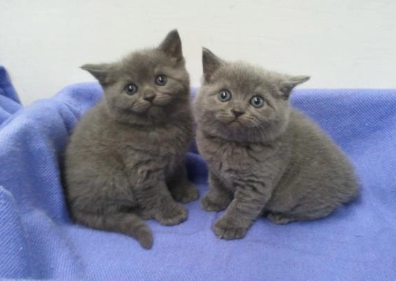 英國短毛藍貓價格