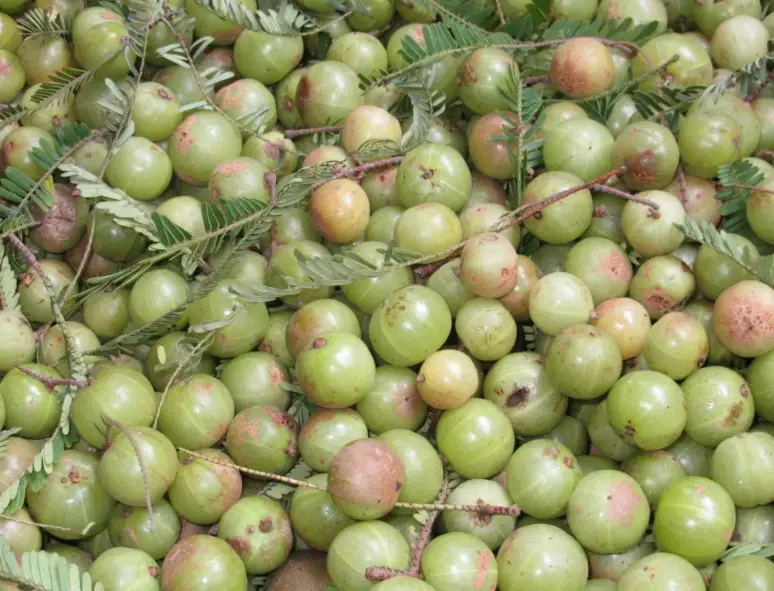 新鮮油甘果哪裡買