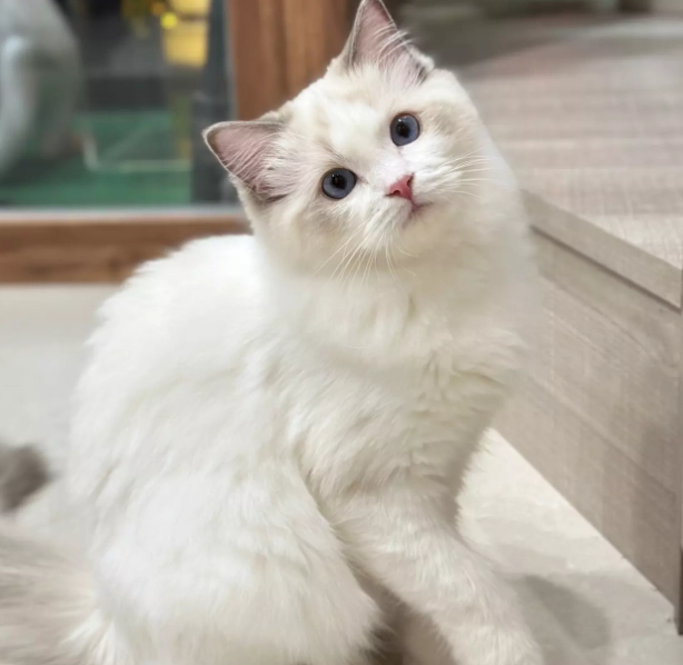 布偶貓心臟病 布偶貓心臟病