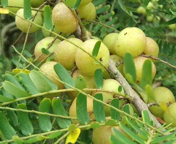 台灣油甘果哪裡買