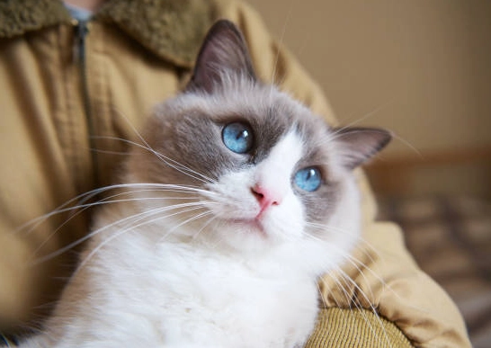 布偶貓心臟病 布偶貓心臟病