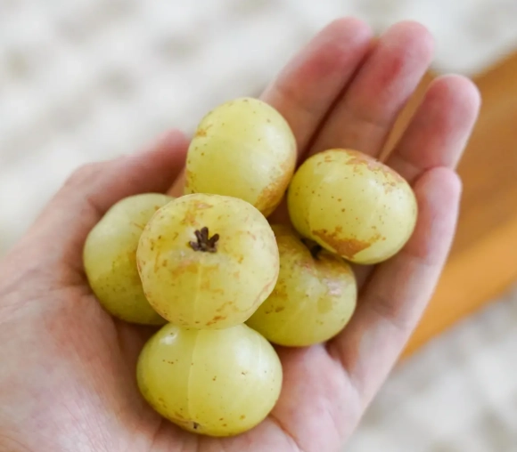 台灣油甘果哪裡買