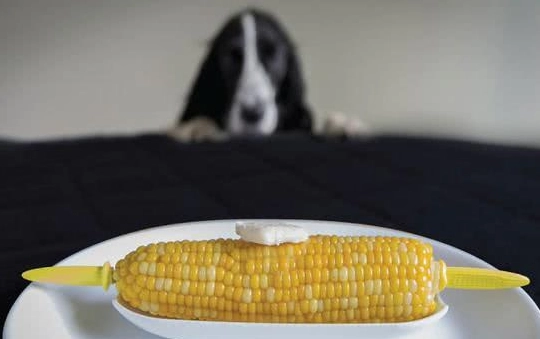 狗狗可以吃玉米嗎