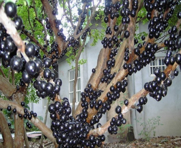 樹葡萄盆栽 樹葡萄盆栽