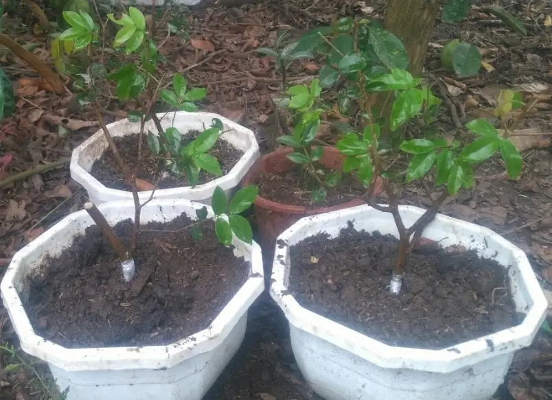 嘉寶果盆栽 嘉寶果盆栽