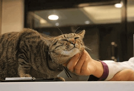 貓絕育後性情大變