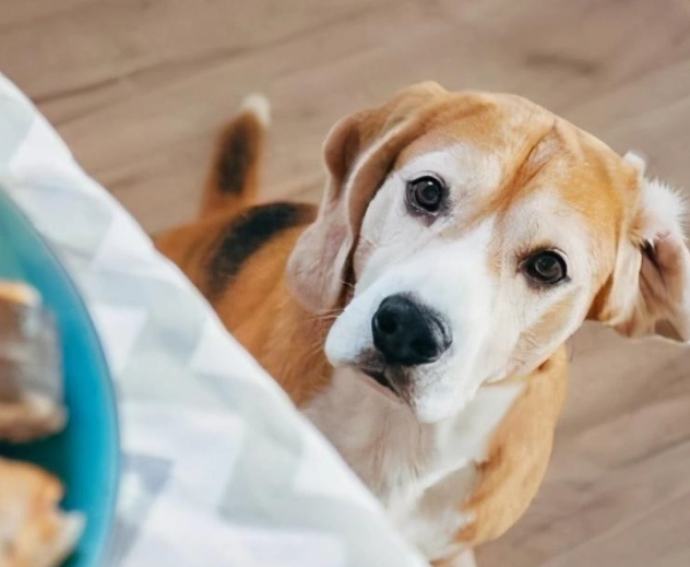 狗狗可以吃藍莓嗎