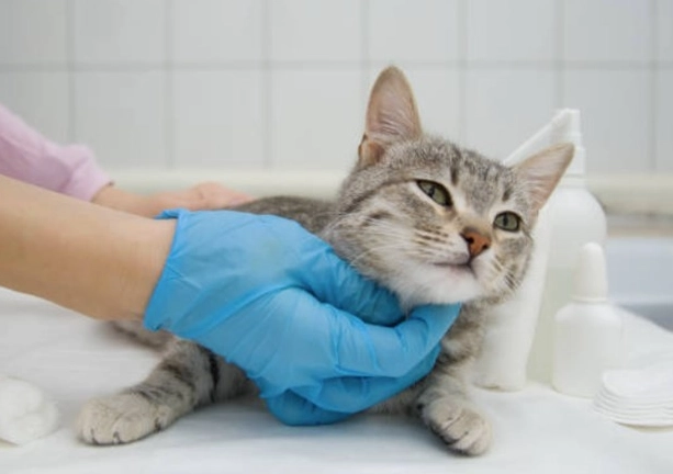 母貓結紮後變兇