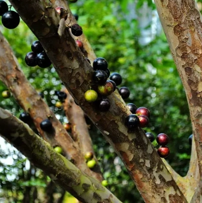 盆栽會結果嗎 盆栽會結果嗎