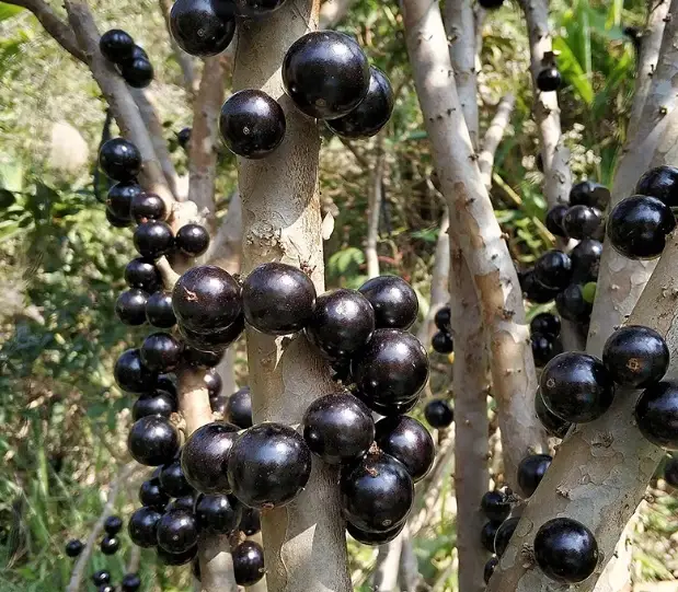 嘉寶果盆栽 嘉寶果盆栽