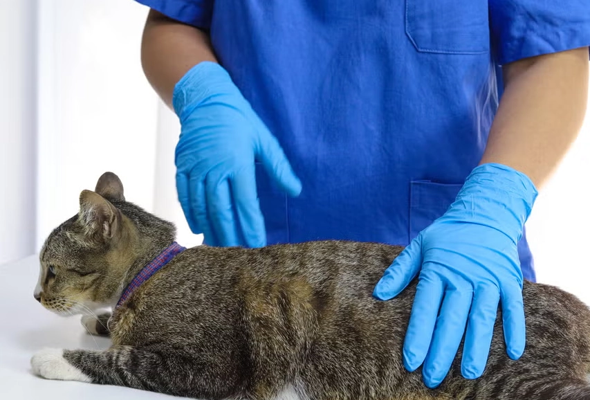 公貓結紮後遺症