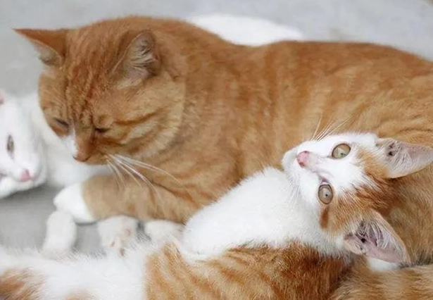 公貓結紮後變黏人