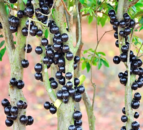 盆栽會結果嗎 盆栽會結果嗎