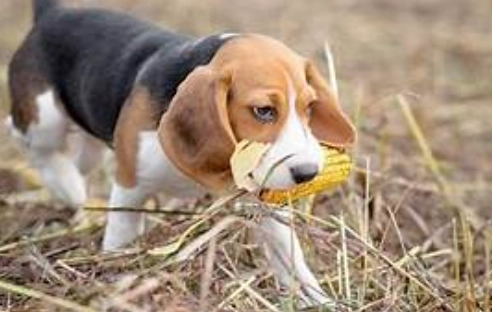 狗 可以 吃 玉米 嗎