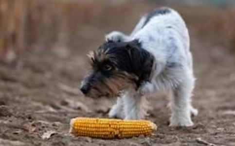 玉米 狗 食