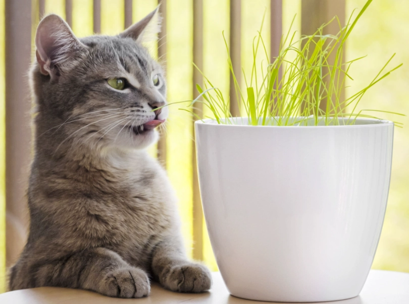 幼貓可以玩貓草玩具嗎