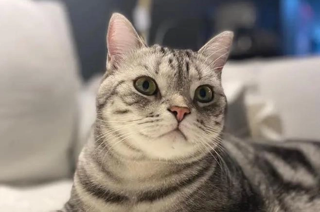 貓絕育後行為改變