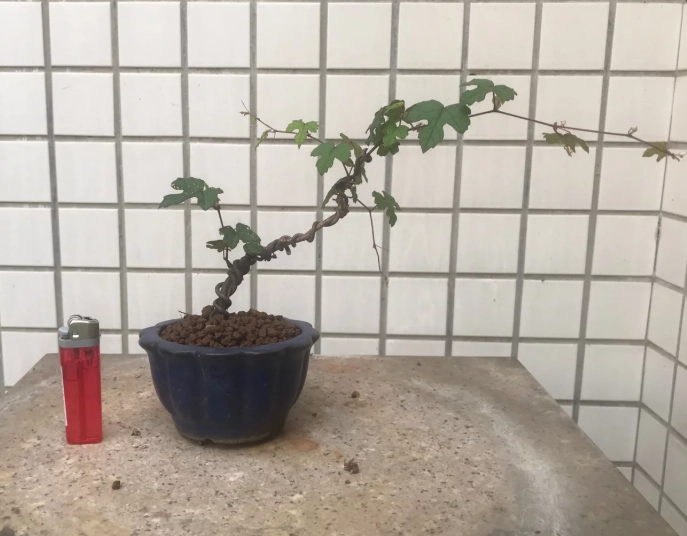 樹葡萄盆栽會結果嗎