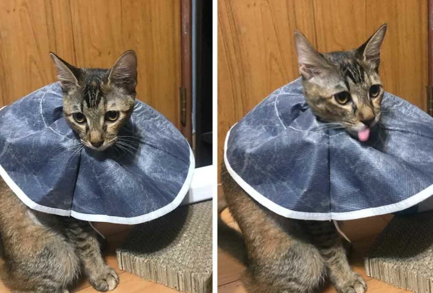 公貓結紮後照顧