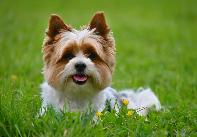 狗狗吐透明液體 原因