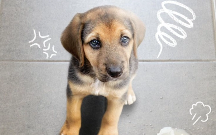 狗狗吐透明液體 原因