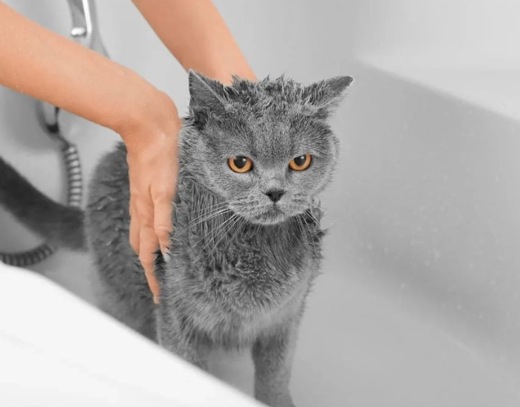貓咪洗澡注意事項