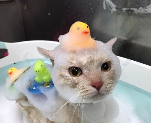 貓洗澡安全