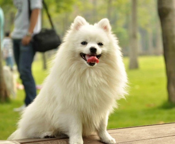 狗狗吐透明液體 處理