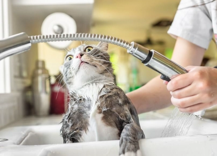 貓洗澡死掉？避免貓咪洗澡意外的完整指南與預防措施
