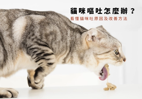 貓咪吐飼料原因全解析：判斷、處理與預防實用指南