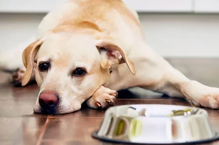 狗狗 嘔吐 透明