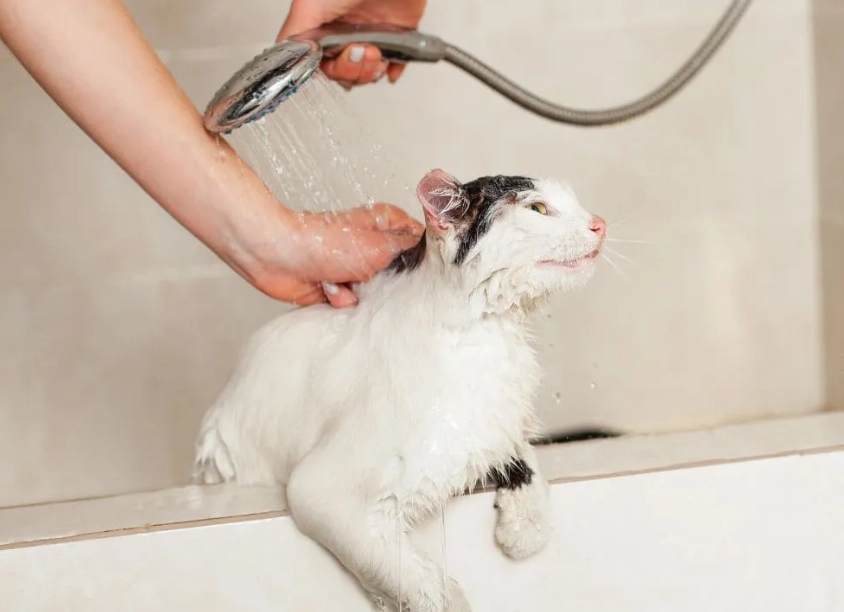 貓洗澡安全