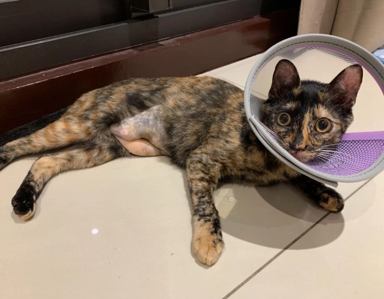 公貓結紮後照顧