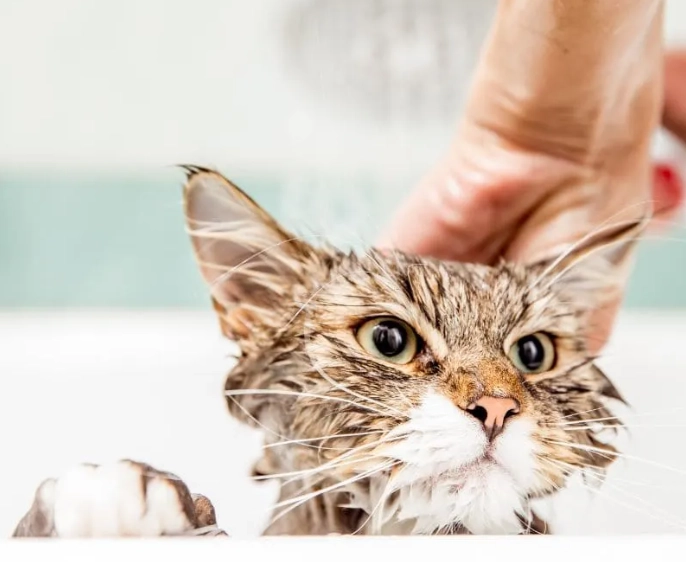 貓咪洗澡注意事項