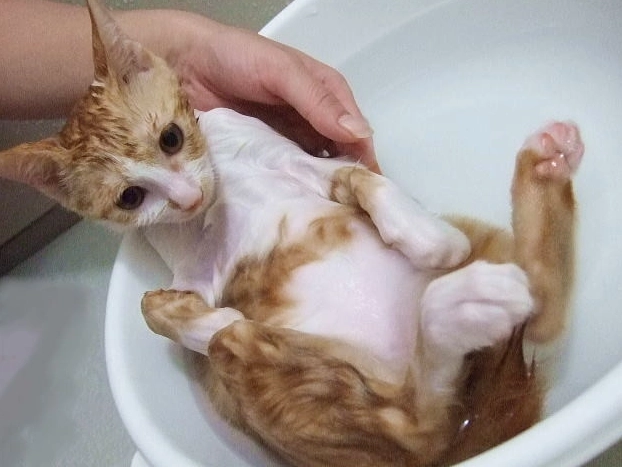 貓咪洗澡注意事項