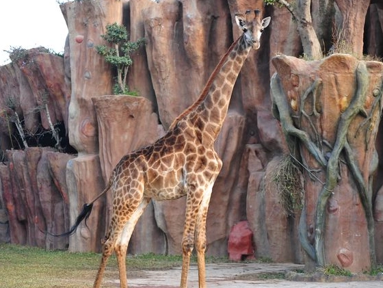 長鹿休博園停車