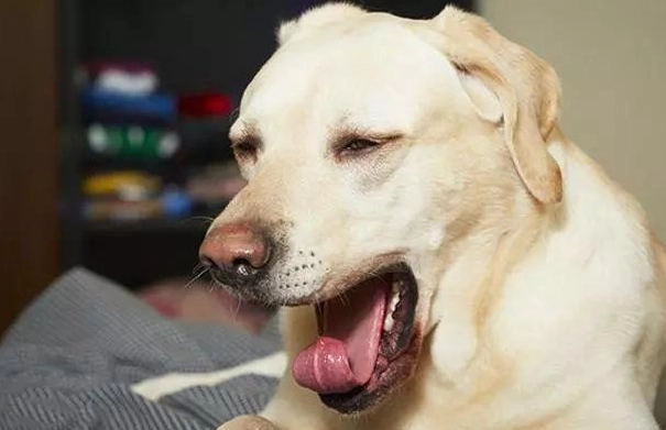 狗狗吐透明液體 處理