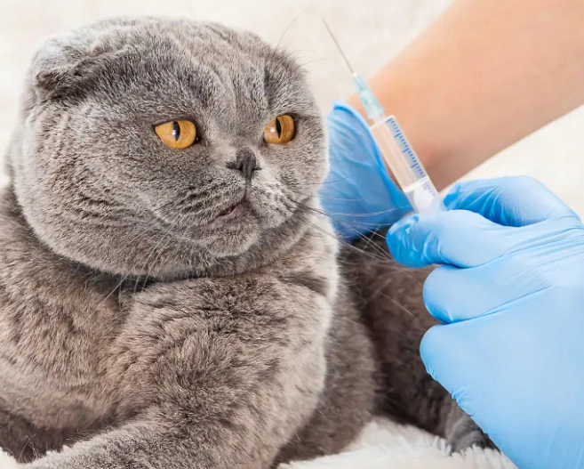 貓疫苗副作用