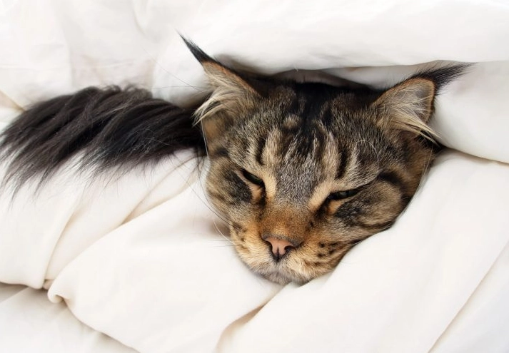 貓咪死亡前跡象