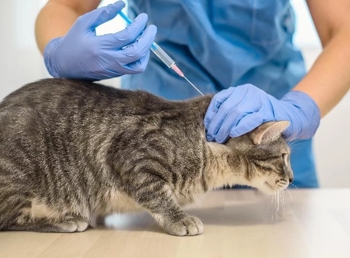 貓五合一疫苗