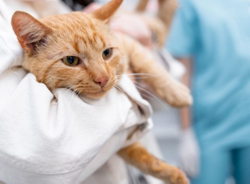 貓咪死亡前跡象