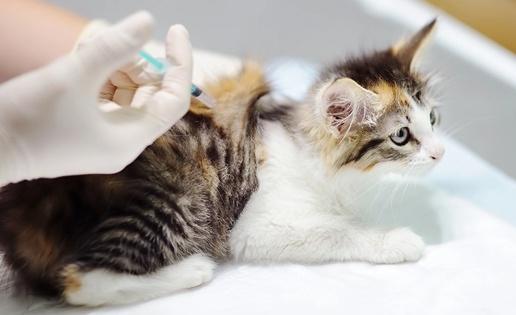 無佐劑疫苗 貓