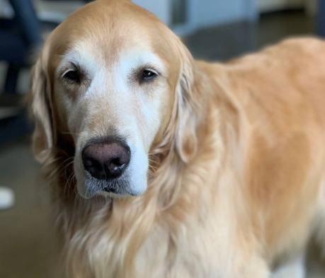 高齡犬飲食指南