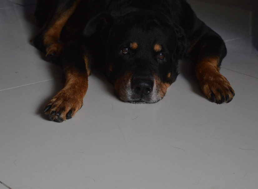 老狗一天需要多少克蛋白質？獸醫與營養師的完整指南