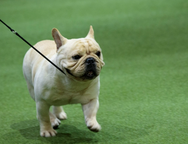 法國鬥牛犬壽命