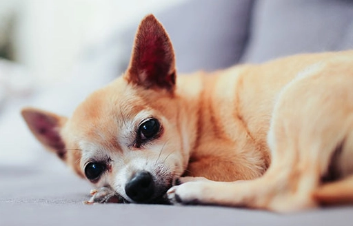 狗狗蛋白質計算