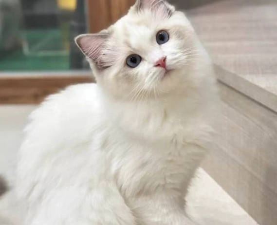 布偶貓飲食管理